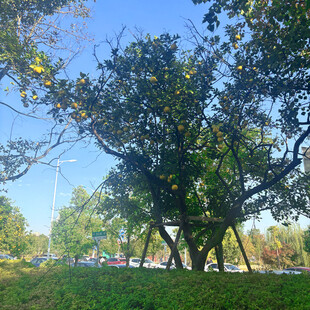 秋日公园大树风景