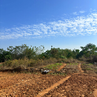 荒野中的泥土小路与植被