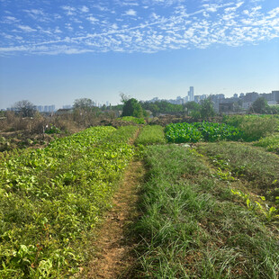 田园风光中的绿色农田小径