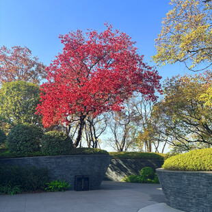 秋日公园中的艳丽红枫树