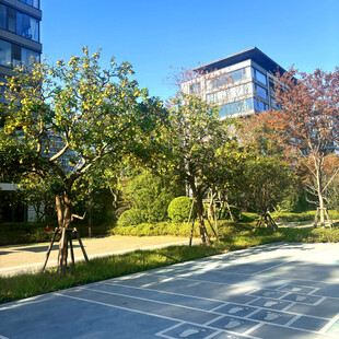 城市中静谧的绿化景观