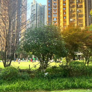 城市中绿意盎然的公园角落