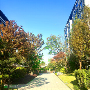 小区林荫小道秋日美景