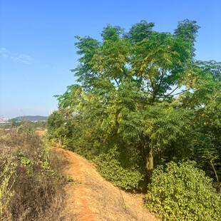 乡间小路旁的葱郁绿树