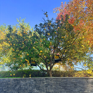 秋日多彩树木景致