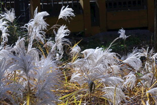 芒草 