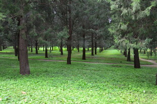 公园风景 