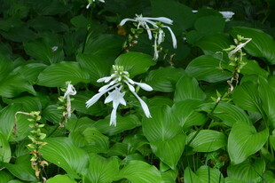 玉簪花 