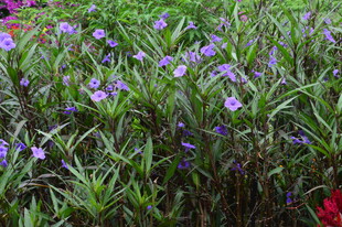 蓝花草 