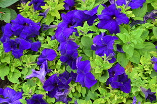 矮牵牛花  