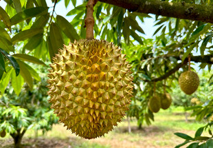 树上的榴莲果实