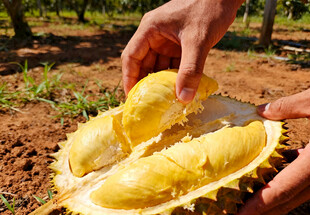 剥开的榴莲果肉