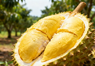 切开的榴莲果肉