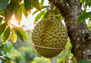 树上的榴莲