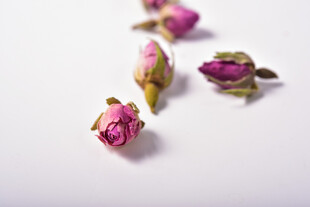 玫瑰花苞