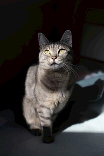 优雅猫咪静坐于光影间