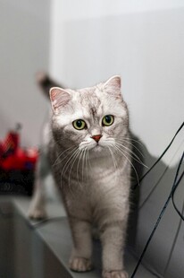 银渐层猫咪室内可爱模样
