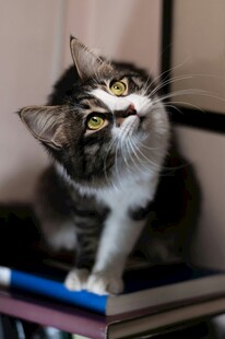 猫咪端坐于书本之上
