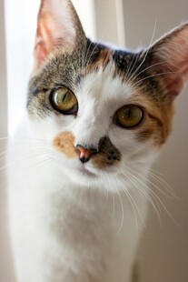 三色萌猫特写