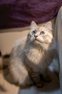 可爱长毛猫仰头好奇张望