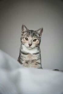 可爱猫咪端坐床上