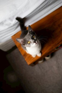 木桌上的可爱猫咪