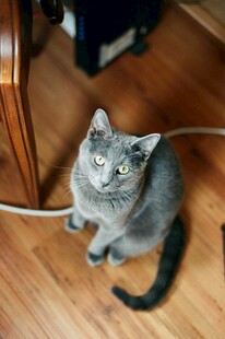 灰猫抬头望