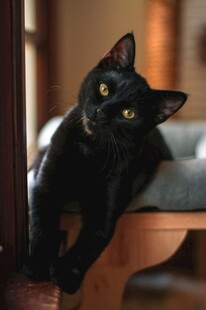 黑猫趴桌好奇张望