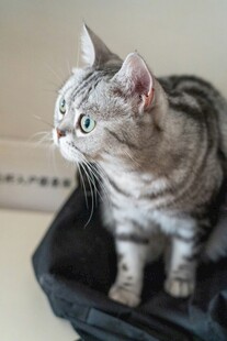 银渐层猫咪坐于包中