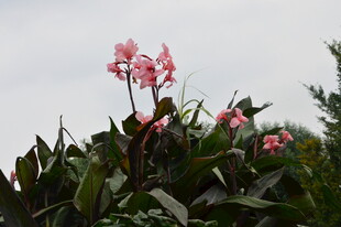 天坛花境风景 