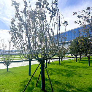 公园中造型独特的树木景观