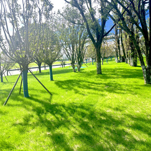 春日阳光下的草地与树木