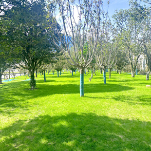 阳光照耀下的绿意盎然草地