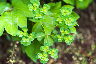 嫩绿小花植物