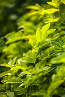 翠绿繁茂的生机盎然叶片