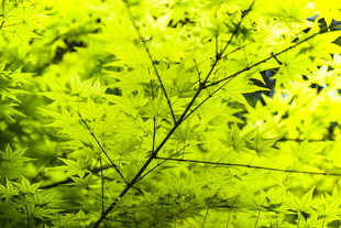 翠绿枝叶展现自然生机