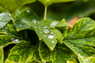 带水珠的翠绿叶片