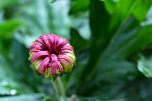 粉色菊花花苞