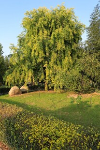 夏日葱郁柳下的清新草地