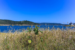 湖畔草地风光