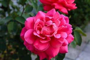 粉红色月季花