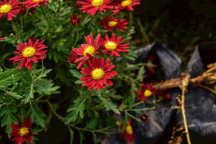 红色小菊花