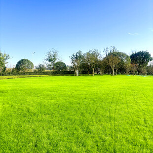 翠绿草地与远处树木景观