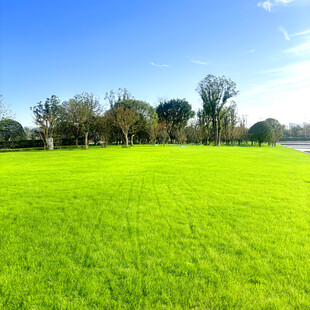 翠绿草地与远处树木风光