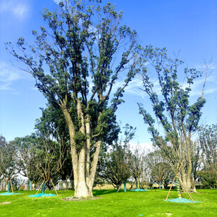 蓝天绿地间的挺拔树木