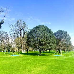 绿意盎然的公园景观