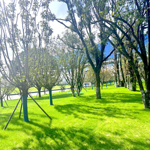 阳光照耀下的绿意盎然树林