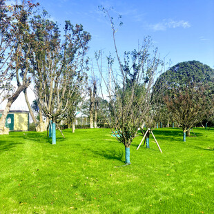 春日草地旁的树木景观