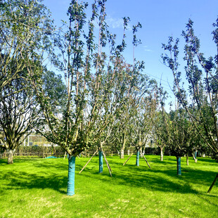 春日果园绿意盎然景象