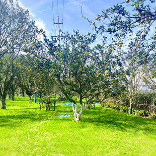 春日绿意盎然的户外景致